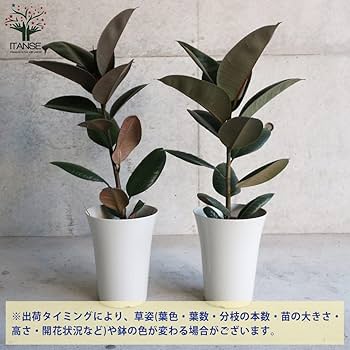 Amazon｜ITANSE フィカス・エラスティカ・ソフィア (ゴム